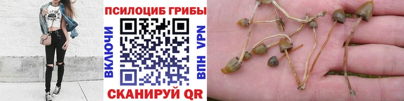 Псилоцибиновые грибы мицелий  наркошоп  Коряжма 